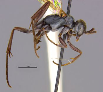 Media type: image;   Entomology 25908 Aspect: habitus lateral view